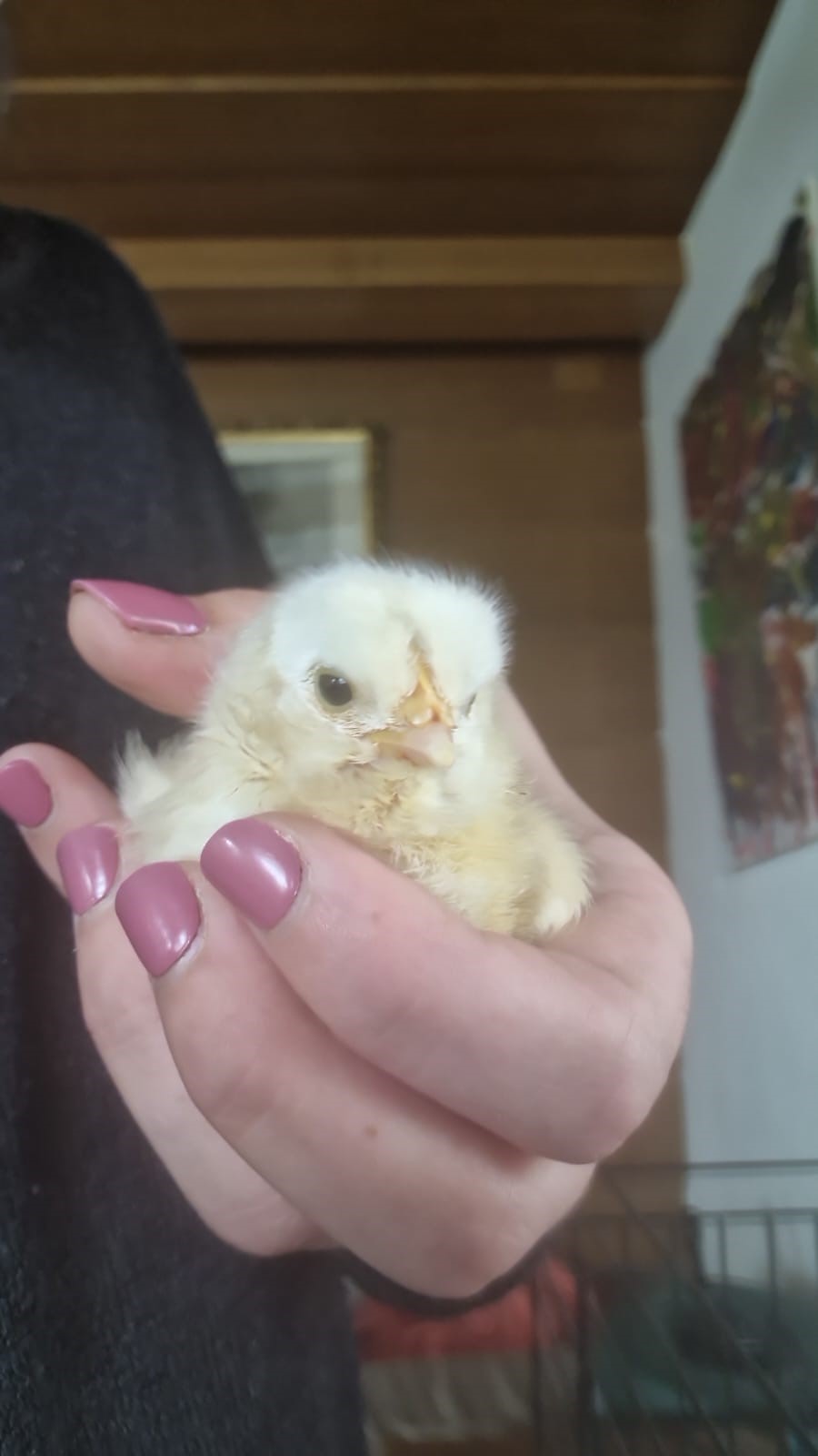 Vom Ei zum Küken – Naturnahes Projekt im KIGA Markt - Stadt Hohenems