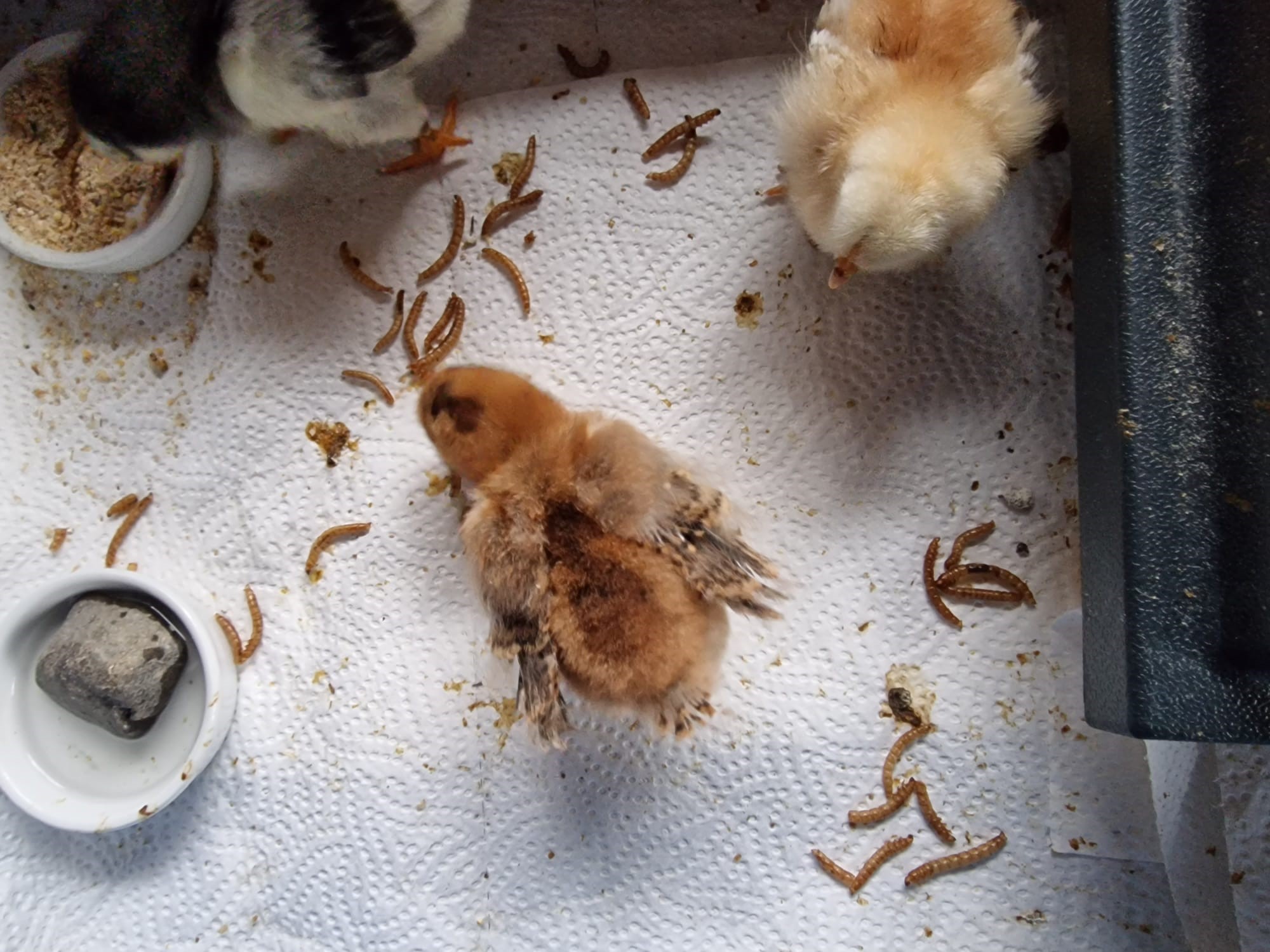 Vom Ei zum Küken – Naturnahes Projekt im KIGA Markt - Stadt Hohenems